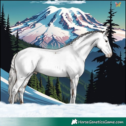 Horse Color:White Spotted Silver Grullo Appaloosa