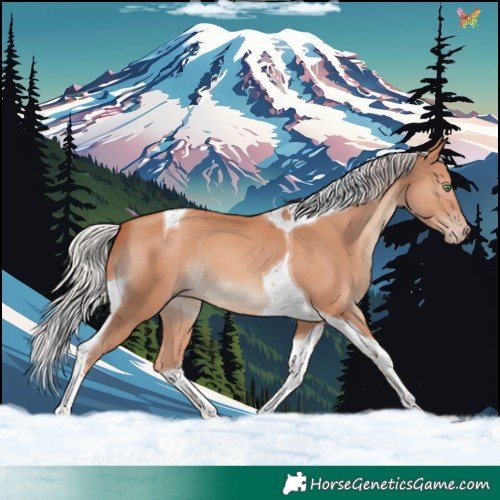 Horse Color:Silver Sable Champagne Tobiano 