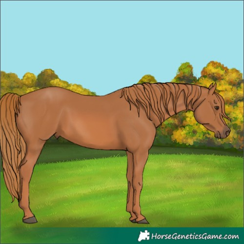 Horse Color:Chestnut 