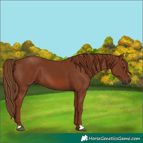 Horse Color:Chestnut 