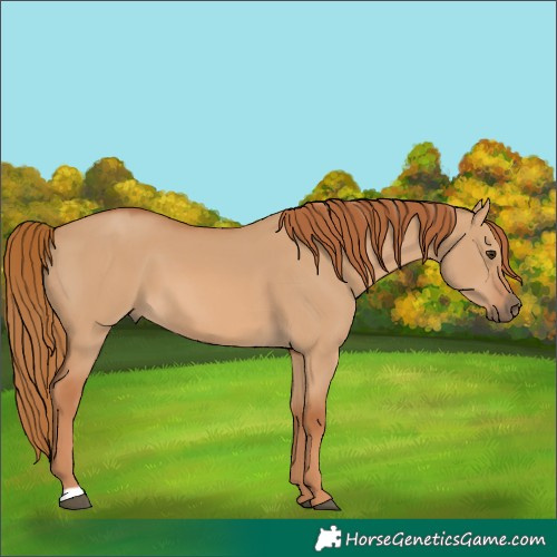 Horse Color:Red Dun 