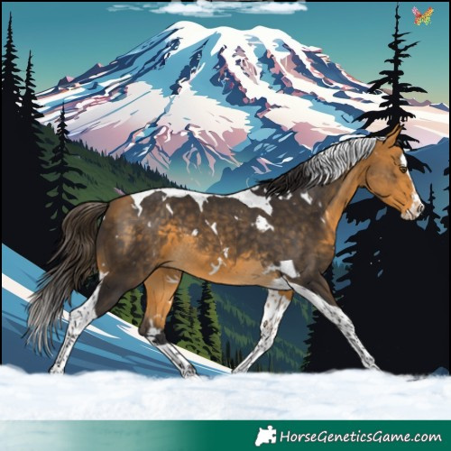 Horse Color:White Spotted Buckskin Splash Tobiano 