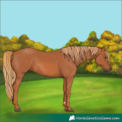Horse Color:Chestnut 