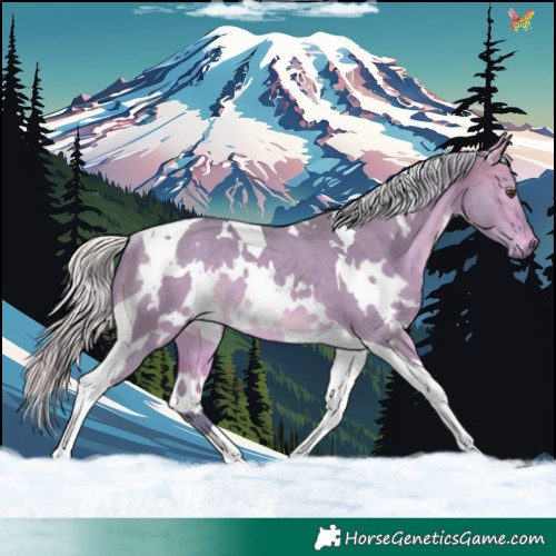 Horse Color:Watercolor White Spotted Silver Bay Dun Tobiano Rabicano 
