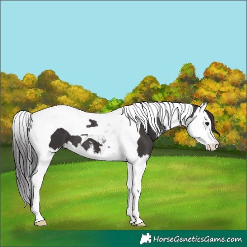 Horse Color:White Spotted Smoky Black Splash Tobiano