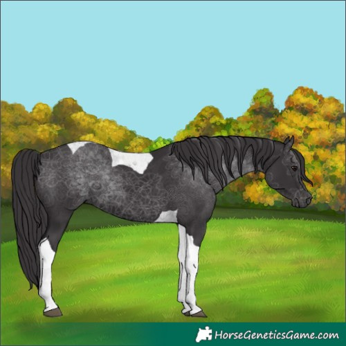 Horse Color:Smoky Black Tobiano