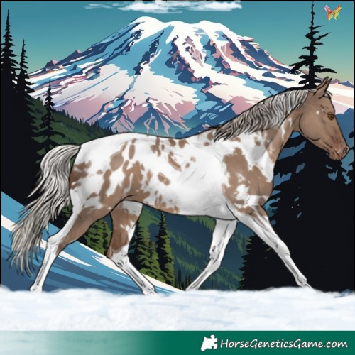 Horse Color:White Spotted Silver Grullo Tobiano Appaloosa 