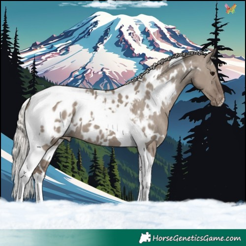 Horse Color:White Spotted Silver Grullo Tobiano Appaloosa