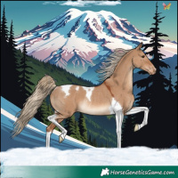 Horse Color:Red Dun Tobiano Appaloosa Rabicano