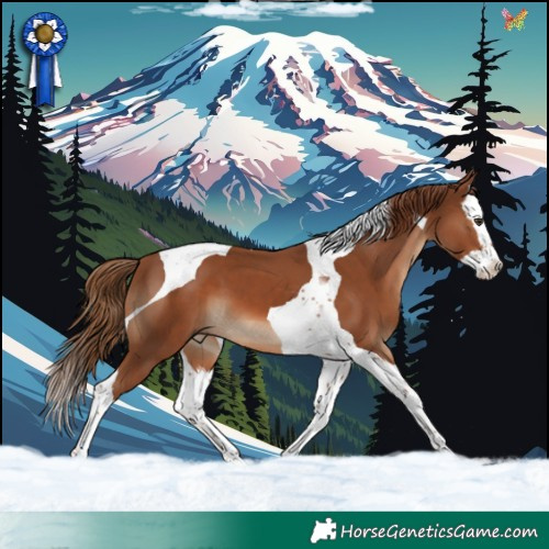 Horse Color:Chestnut Splash Tobiano 