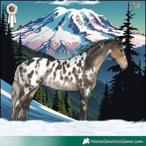 Horse Color:White Spotted Silver Smoky Black Appaloosa