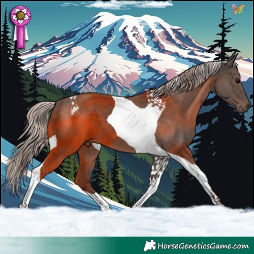 Horse Color:Silver Black Tobiano 