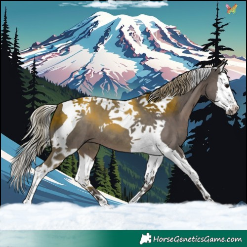 Horse Color:Silver Black Splash Tobiano 