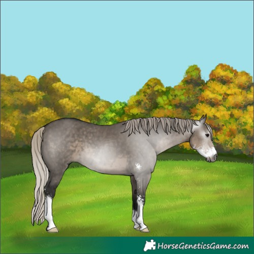 Horse Color:Gray Silver Smoky Grullo Sabino