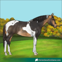 Horse Color:Buckskin Tobiano Rabicano 