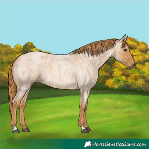 Horse Color:Red Roan 