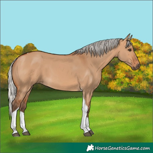 Horse Color:Silver Bay Dun Tobiano 