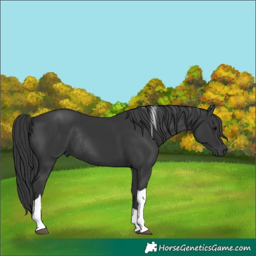 Horse Color:Black Tobiano Rabicano 