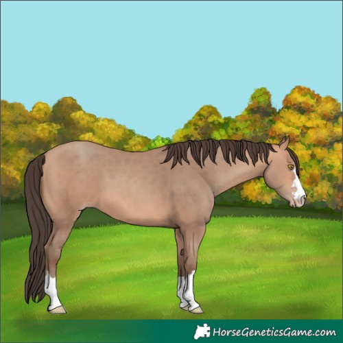 Horse Color:Amber Champagne 