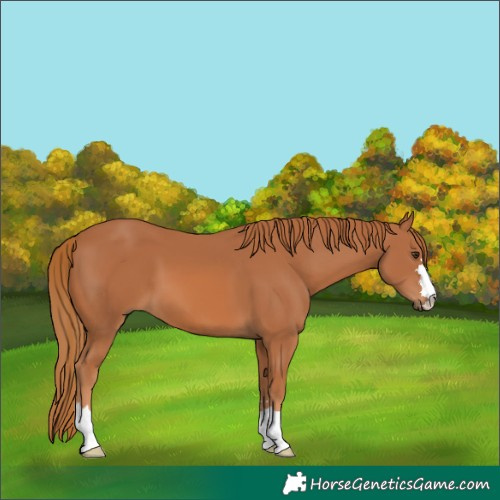 Horse Color:Chestnut 
