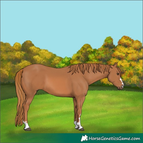 Horse Color:Chestnut 