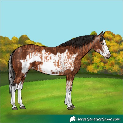 Horse Color:Bay Splash Frame  and Gray Bay Splash Frame 