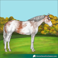 Horse Color:White Spotted Silver Bay