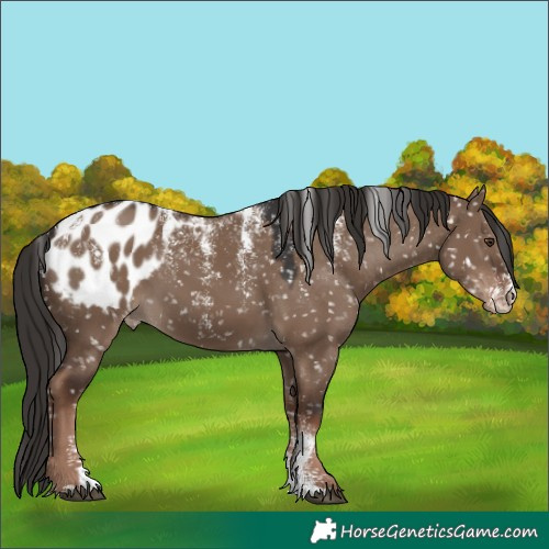 Horse Color:Powder White Liver Red Dun Appaloosa 