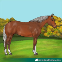 Horse Color:Silver Bay Tobiano 