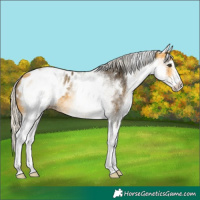 Horse Color:White Spotted Silver Buckskin Blanket