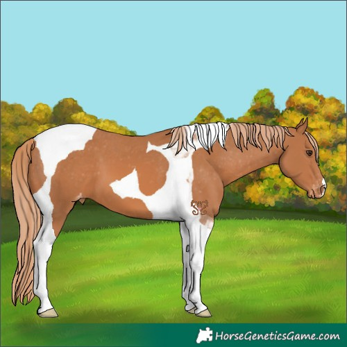 Horse Color:Chestnut Tobiano Appaloosa