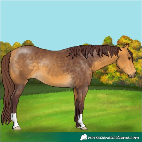 Horse Color:Chocolate Buckskin 