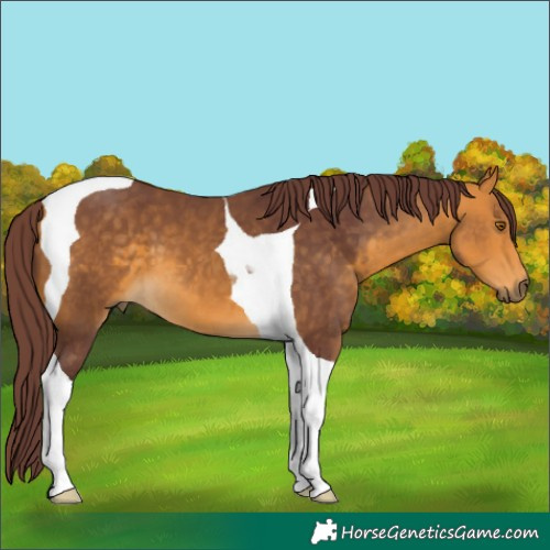 Horse Color:Chocolate Buckskin Tobiano 