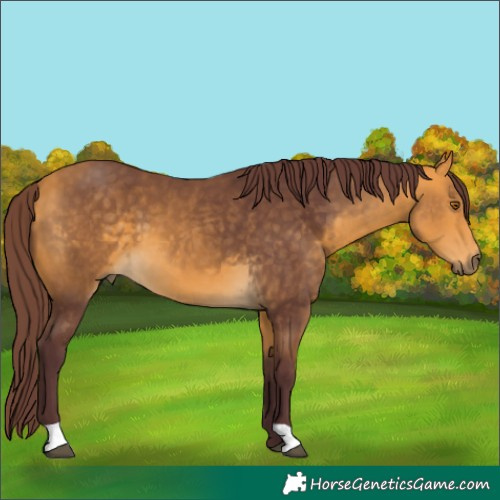 Horse Color:Chocolate Buckskin 