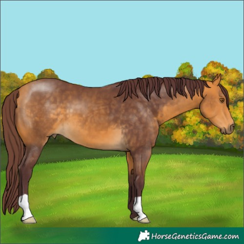 Horse Color:Chocolate Buckskin 