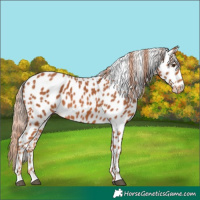 Horse Color:Chestnut Appaloosa 