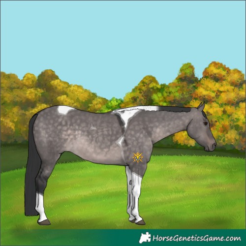 Horse Color:Platinum Brown Dun Tobiano 