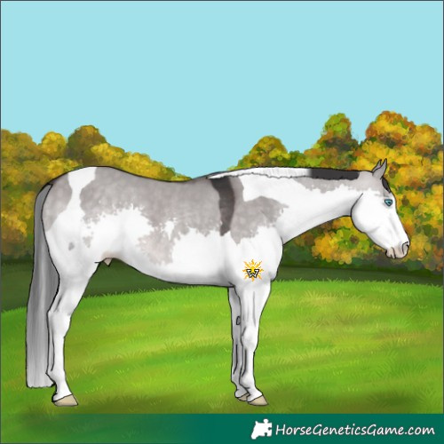 Horse Color:Platinum Brown Dun Splash Tobiano