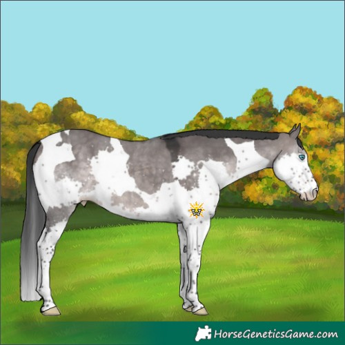 Horse Color:Platinum Brown Dun Splash Tobiano 