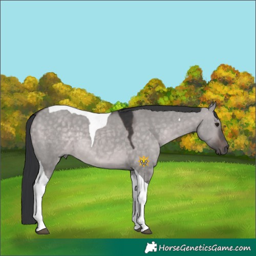 Horse Color:Platinum Brown Dun Tobiano 
