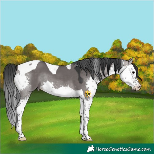 Horse Color:Platinum Brown Dun Splash Tobiano 