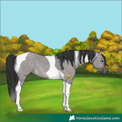 Horse Color:Platinum Brown Dun Tobiano 