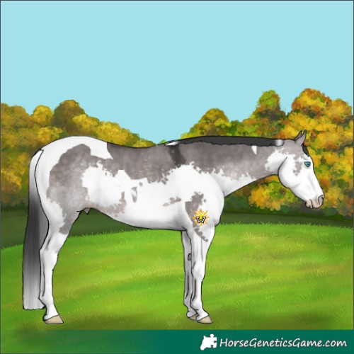 Horse Color:Platinum Brown Dun Splash Tobiano