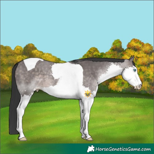 Horse Color:Platinum Brown Dun Splash Tobiano 