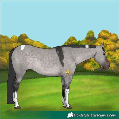 Horse Color:Platinum Brown Dun Tobiano 
