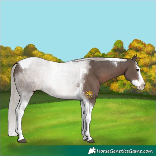 Horse Color:Silver Black Splash Tobiano