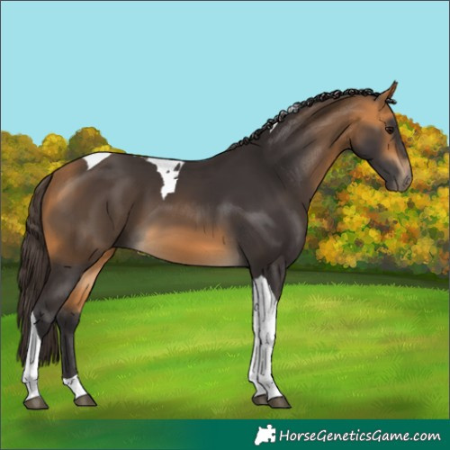 Horse Color:Buckskin Tobiano 