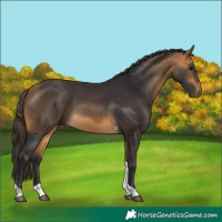 Horse Color:Buckskin Tobiano 