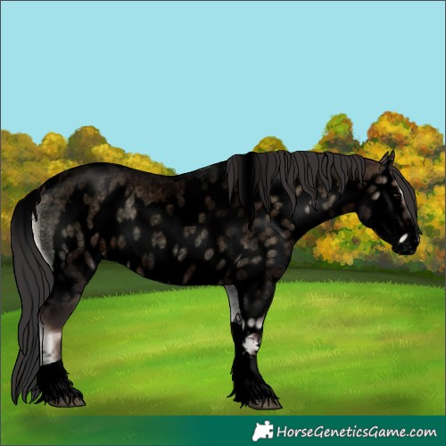 Horse Color:Void Brown Roan Onyx Tobiano Skewed Appaloosa