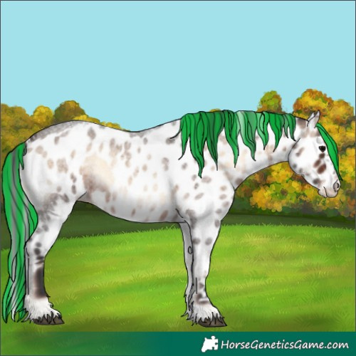 Horse Color:Painted Brown Roan Onyx Skewed Appaloosa 